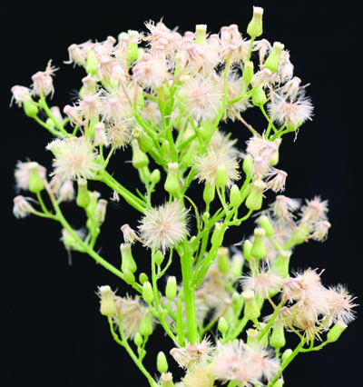 horseweed seedhead