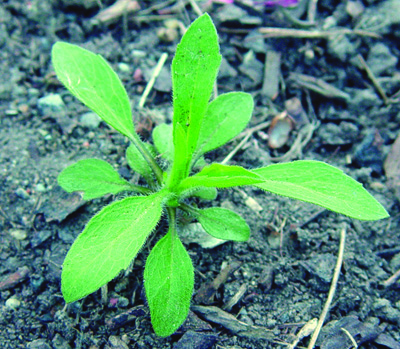 horseweed rosette