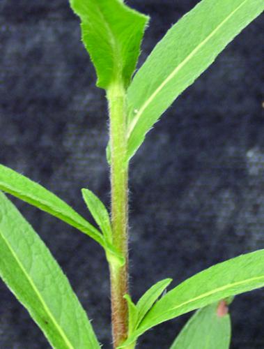 Inula stem