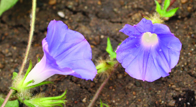 ivyleaf morningglory flower