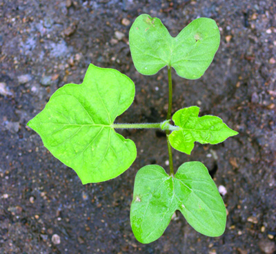 ivyleaf morningglory seedling