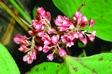 Japanese knotweed flower