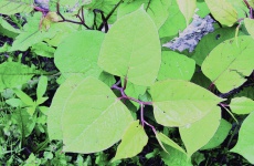 Japanese knotweed foliage