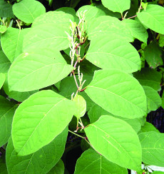 Japanese knotweed foliage & flowers