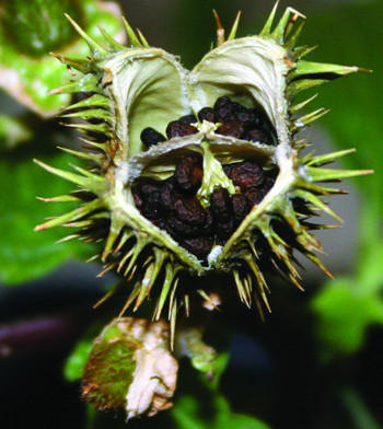 Jimsonweed mature fruit