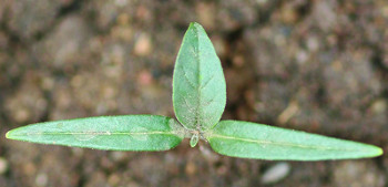 Jimsonweed seedling