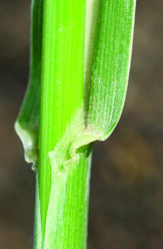 Johnsongrass ligule