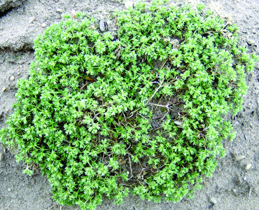 knawel plant