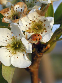 Asian lady beetle on pear tree