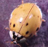 Lady beetle