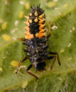 Larva