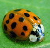 Lady beetle