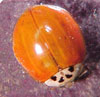 Lady beetle with no spots