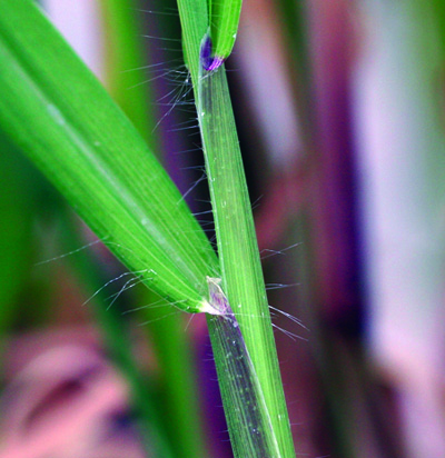 large crabgrass collar region