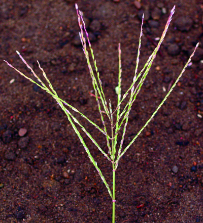 large crabgrass seedhead