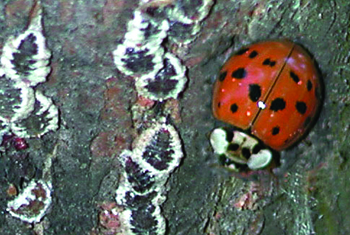 Lady beetle