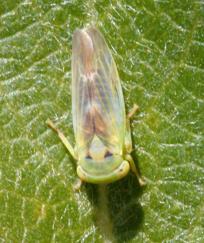 Leafhopper Adult