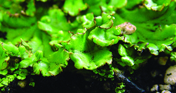 liverwort foliage