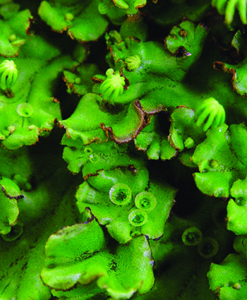 liverwort foliage with cups