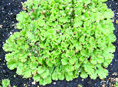 liverwort in pot