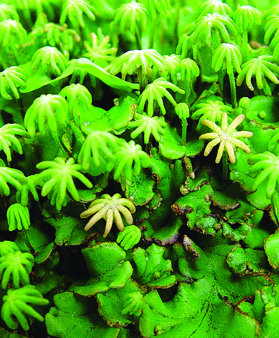 liverwort spore stalks