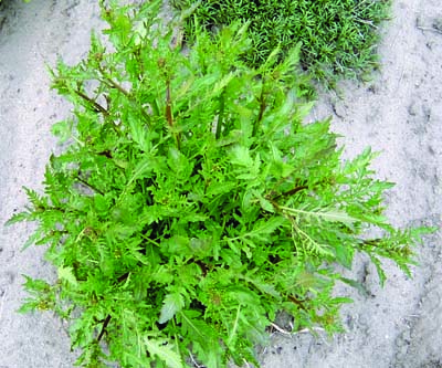 marsh yellowcress plant