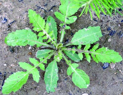 marsh yellowcress rosette