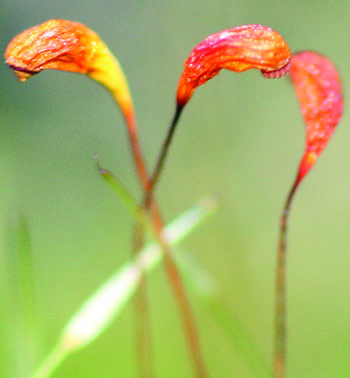 moss capsules close-up