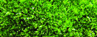 moss foliage close-up