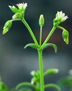 mouseear chickweed flowers & fruit