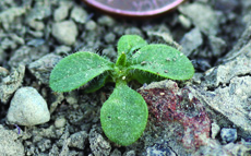 mouseear chickweed seedling