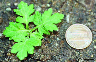 mugwort plant