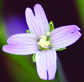 Northern willowherb flower