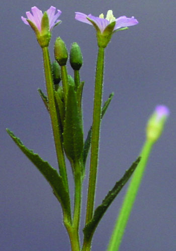 Northern willowherb flower & fruit