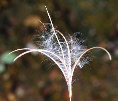 Northern willowherb seeds
