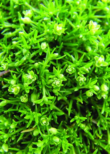 pearlwort flowers