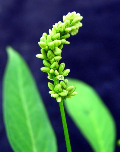 Pennsylvania smartweed flower