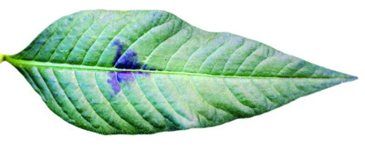 Pennsylvania smartweed leaf