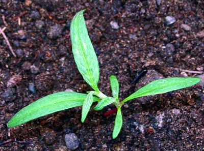 Pennsylvania smartweed seedling