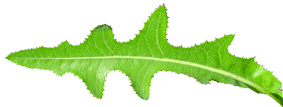 lower leaf of perennial sowthistle