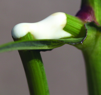 Milky sap of perennial sowthistle.