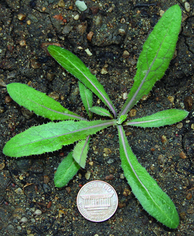 Perennial sowthistle