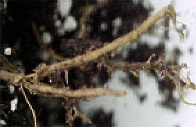 phytophthora root rot