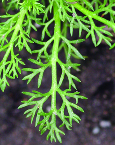 pineapple weed optional leaf