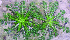 pineapple weed rosette