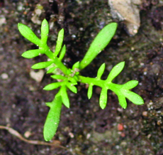 pineapple weed seedling