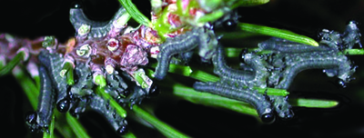 pine sawfly larvae