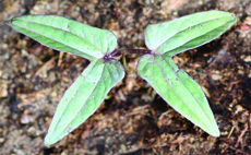 pitted morningglory seedling