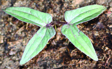 pitted morning glory seedling