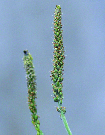 Plantain broadleaf flower